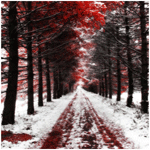 99px.ru аватар Выпал первый снег, но на деревьях в лесу ещё осталась багряная листва