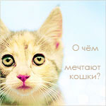 Аватар Милый кот ('О чём мечтают кошки?')