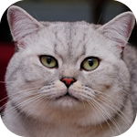Аватар Морда кота