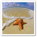 99px.ru аватар Морская звезда лежит на песке у моря