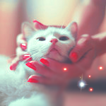 Аватар Девушка держит мордочку белого кота