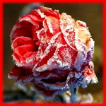 99px.ru аватар Роза в снегу