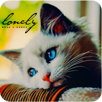 99px.ru аватар Котёнок с красивыми голубыми глазками (lonely)