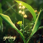 Аватар Ландыш пробивается ранней весной / spring