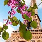 99px.ru аватар Ветка цветущего дерева на фоне Эйфелевой башни