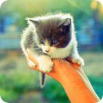 99px.ru аватар Котёнок осматривает окружающий мир с высоты поднятой руки