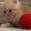Аватар Котёнок играет с клубком ниток