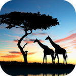 99px.ru аватар Два жирафа возле дерева на фоне закатного неба