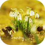 99px.ru аватар Подснежники (Sunny / Солнечный)