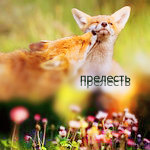 Аватар Два лисенка (прелесть)