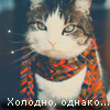 Аватар Кот в шарфе (Холодно, однако...)