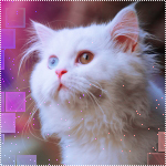 Аватар Белый кот с разными глазами