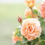 99px.ru аватар Цветы