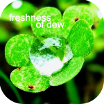 Аватар Капля росы на клевере (Freshness of dew / Свежесть росы)