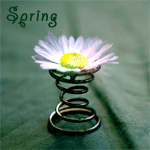 Аватар Ромашка в пружине ( spring / весна)