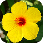 99px.ru аватар Жёлтый цветок Hibiscus Rosa-sinensis / Китайской розы
