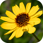 Аватар Жёлтый цветок California Encelia