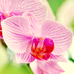 99px.ru аватар Сияющая орхидея