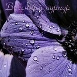 Аватар Красивый цветок (Весенний пурпур)