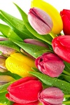 Аватар Нежные тюльпаны в каплях воды