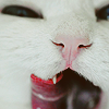 99px.ru аватар Белая кошка облизывается
