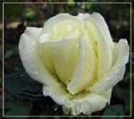 Аватар Белая роза, подсвечивается разными цветами