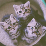 Аватар Три котенка смотрят вверх