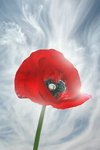 Аватар Красный цветок мака на фоне неба