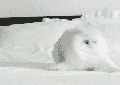 99px.ru аватар Бешеная кошка бегает по кровати