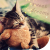 99px.ru аватар Котенок спит с игрушкой (Sweet dreams)