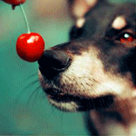 99px.ru аватар Собака пытается съесть вишенку