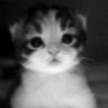 99px.ru аватар Милый котенок невинно моргает глазками