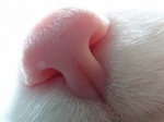 99px.ru аватар Нос кота