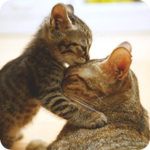 Аватар Ласковый котёнок с кошкой