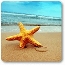 99px.ru аватар Морская звезда на берегу моря