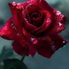 Аватар Красная роза в каплях воды
