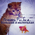 99px.ru аватар Кот с грустью смотрит на золотую рыбку в аквариуме (Ловись, рыбка большая и маленькая)