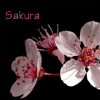 Аватар Цветки цветущей вишни (Sakura / Сакура)