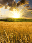 99px.ru аватар Лучи восходящего солнца освещают пшеничные поля