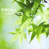 Аватар Зеленые листья (fresh leaves / свежая листва)