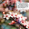 99px.ru аватар Цветущие цветы вищни