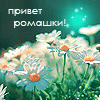 Аватар Ромашковое поле (Привет, ромашки!)