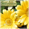 Аватар Желтые герберы (Sunshine / Солнечный свет)