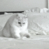 99px.ru аватар Белый кот на кровати