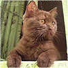 Аватар Кот ждет хозяина