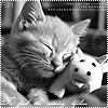 Аватар Котенок спит вместе с игрушкой коровкой