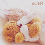 Аватар Котенок обнимает плюшевого медвежонка во сне (Sweet)