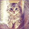 99px.ru аватар Котенок