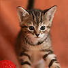 Аватар Полосатый котенок