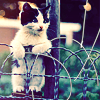 Аватар Котенок стоит на заборе
